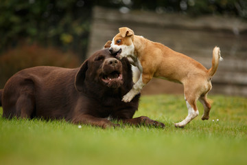 Welpe spielt mit Labrador © Nadine Haase