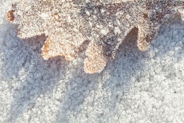 Frozen autumn leaves on snow with ice crystals.