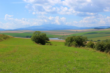 Summer meadow niear Kezmarok