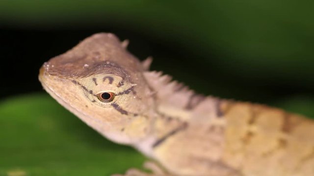 curious lizard agama Emma Gray's Forest Lizard (Calotes emma)
