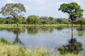 Fototapeta na wymiar View at the lagoon of Minneriya National Park near Bentota