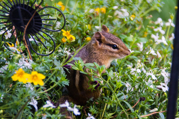 chipmunk in garden