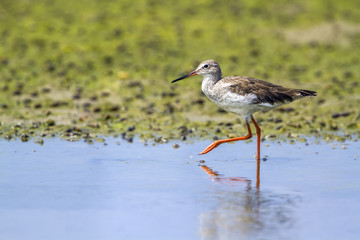 Common redshank in Kalpitiya, Sri Lanka
