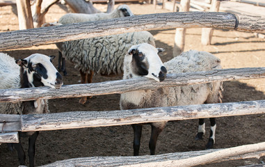 Obraz premium Flock of sheep of different suits in a pen for livestock preparing to go out to pasture. Breeding animals on the farm.