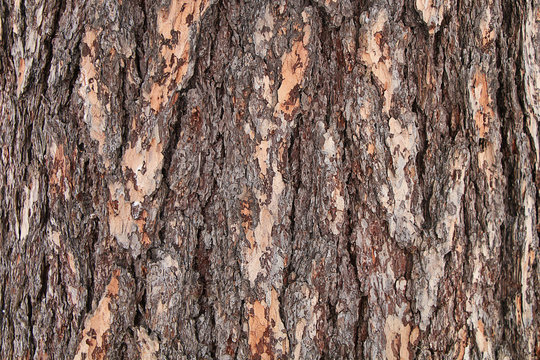 Texture - tree bark.