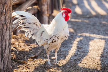 Beautiful white rooster walking around the farm in the background one can see the fence from wooden planks.