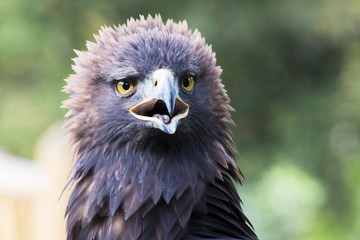 Adler
