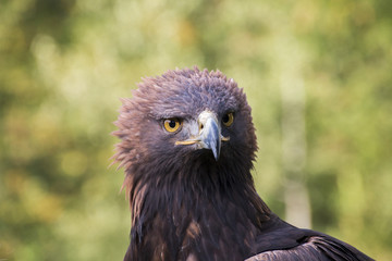 Portrait Adler