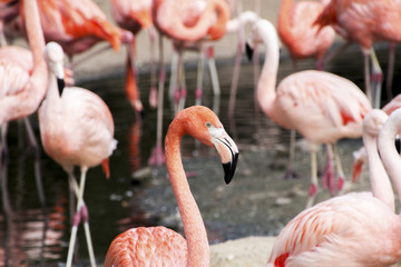 Flamingos