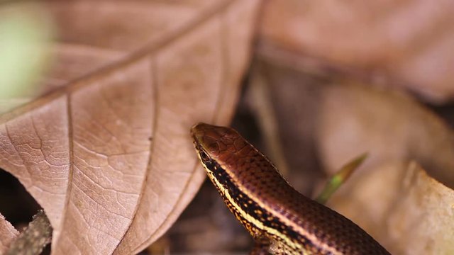 lizard among fallen leaves. Bronze Grass Sun Skink, Eutropis (mabuya) macularia
