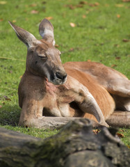 Känguru chillt