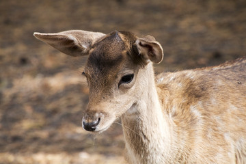 Obraz premium Rehkitz im Wald