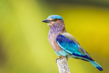 Indian roller in Kalpitiya, Sri Lanka