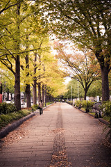 the ginkgo trees, Yamashita-Park