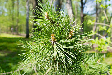 Pine branch. Young green pine branches. Spruce branches in the wood.