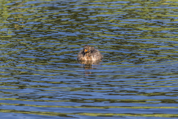 Zwergtaucher (Tachybaptus ruficollis)