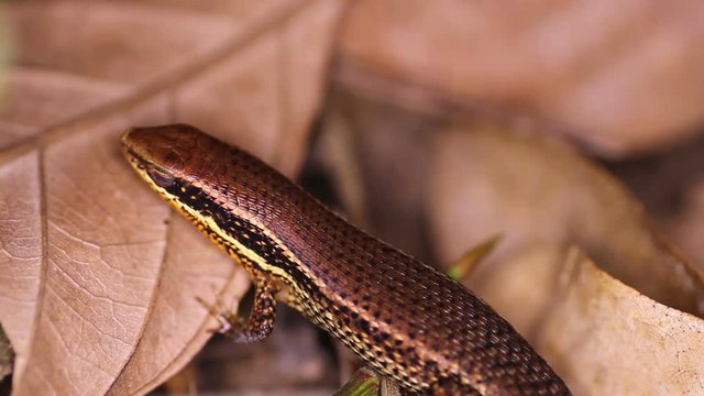 Lizard a worried and closes his eyes. Bronze Grass Sun Skink, Eutropis (mabuya) macularia
