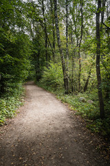 country road alley lit by evening sun