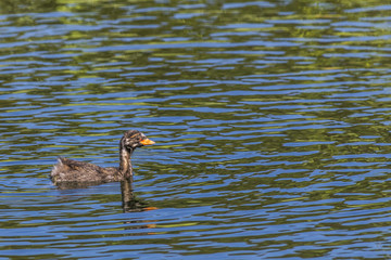 Zwergtaucher (Tachybaptus ruficollis)