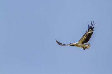White-bellied sea eagle in Kalpitiya, Sri Lanka