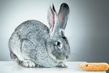 European rabbit or common rabbit, 2 months old, Oryctolagus cuniculus