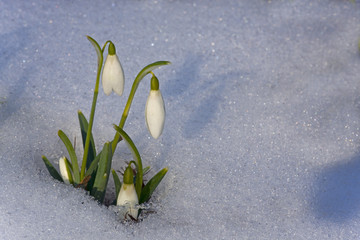 Snowdrops Galanthus nivalis