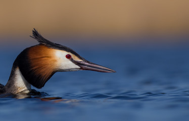 Great Crested Grebe - Podiceps cristatus