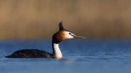 Great Crested Grebe - Podiceps cristatus