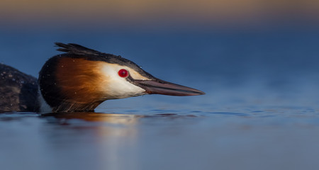 Great Crested Grebe - Podiceps cristatus