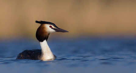 Great Crested Grebe - Podiceps cristatus