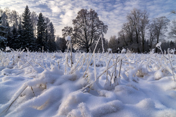 Hoar frosted grass