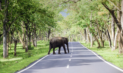 Wild elephant crossing the state highway