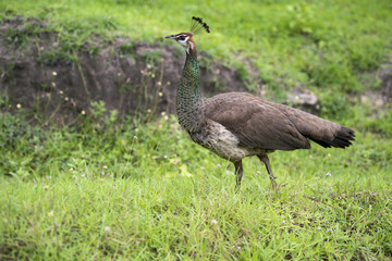 Large and brightly coloured bird, Commonly called the peacock, The Indian peafowl or blue peafowl