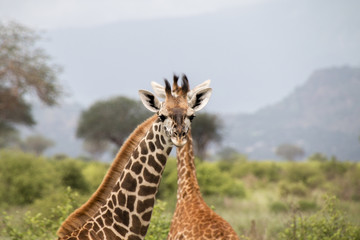 Giraffe frontal