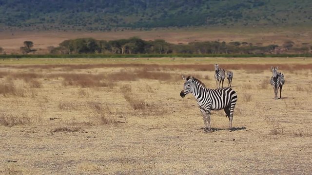 Troupeau de z&egrave;bre en Tanzanie, crat&egrave;re du Ngorongoro