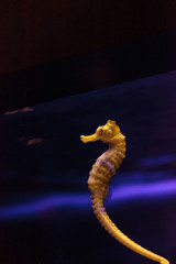 Lined seahorse Hippocampus erectus clings to a strand of seaweed. © SailingAway