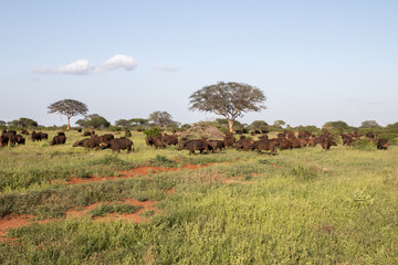 Fototapeta na wymiar Savanne Tsavo mit Büffeln