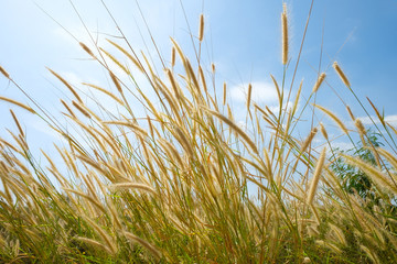 tall wild light brown yellow grass flowers in the wind under natural