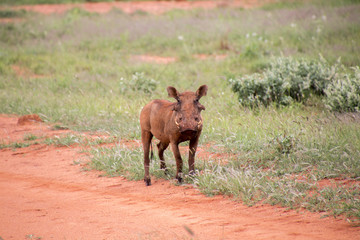 Warzenschwein in der roten Steppe