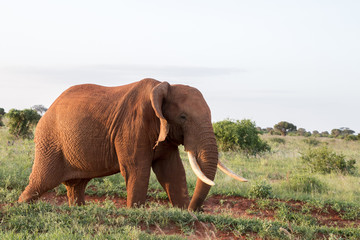 Fototapeta na wymiar Elefant in der Savanne