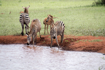Zebras am Wasserloch