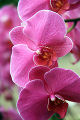 Tropical pink orchids / Branch of a pink orchid