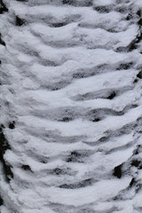 Texture - snow layers tree trunk