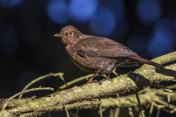 Amsel (Turdus merula)