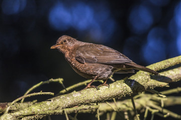 Amsel (Turdus merula)