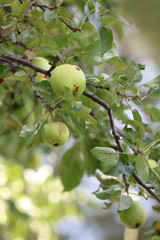 apples