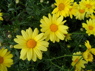Bunch of vivid yellow blooming flowers on the green bush
