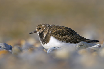 Turnstone Arenaria interpres in shingle Blakeney Point Norfolk