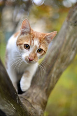 Cat on a tree