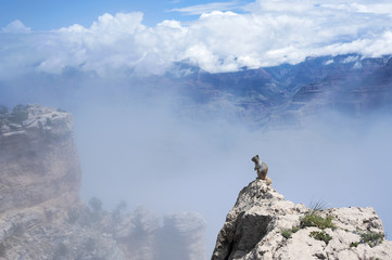 Temperature inversion turns Grand Canyon into a beautiful sea of fog, Grand Canyon Squirrel
